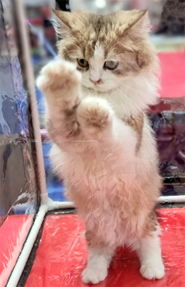 DG��Ѷ��(�й���)�ٷ���վ