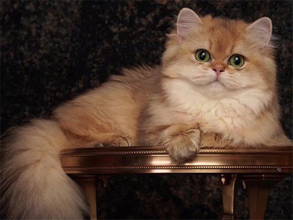 DG��Ѷ��(�й���)�ٷ���վ