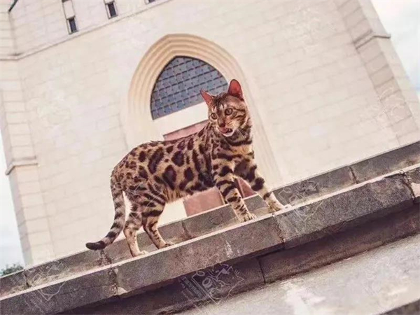 DG��Ѷ��(�й���)�ٷ���վ