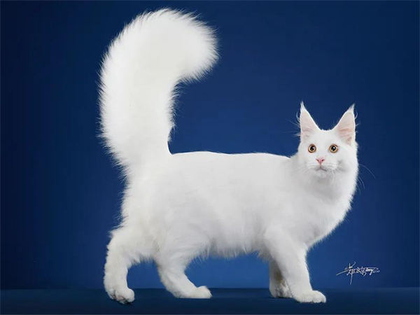 DG��Ѷ��(�й���)�ٷ���վ