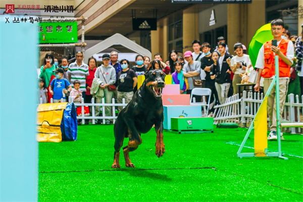 DG��Ѷ��(�й���)�ٷ���վ